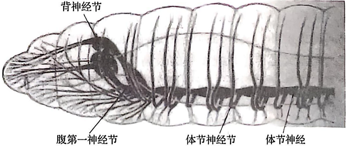 蚯蚓的链状神经系统