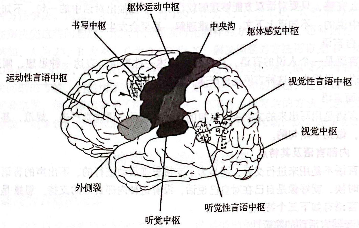 言语机能联合区