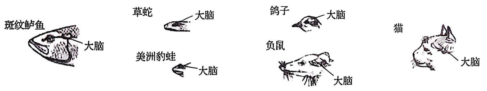 脊椎动物的脑进化
