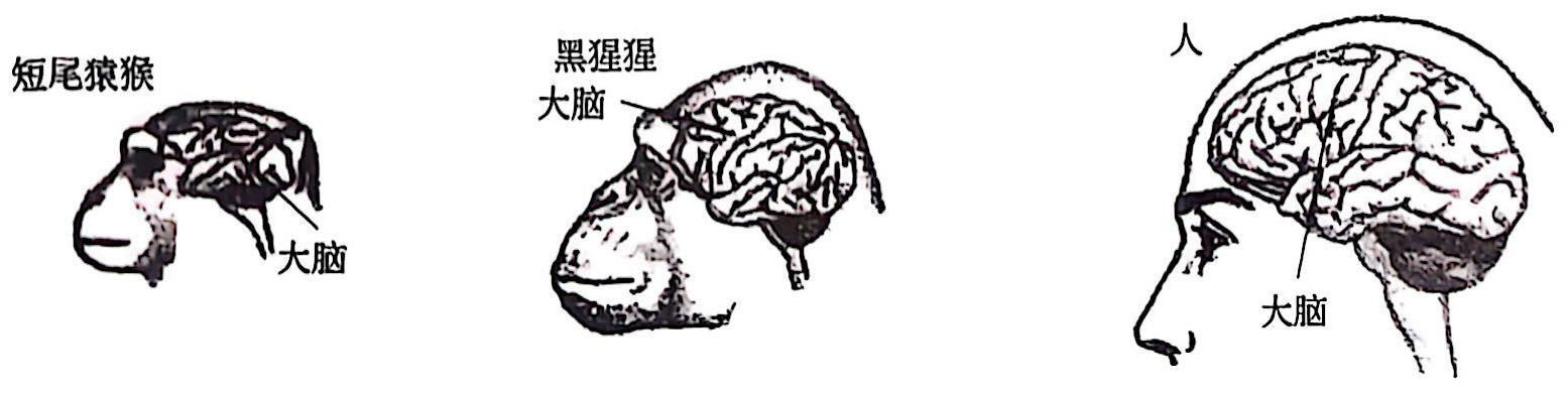 灵长类动物和人的脑进化