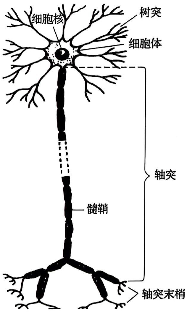 神经元