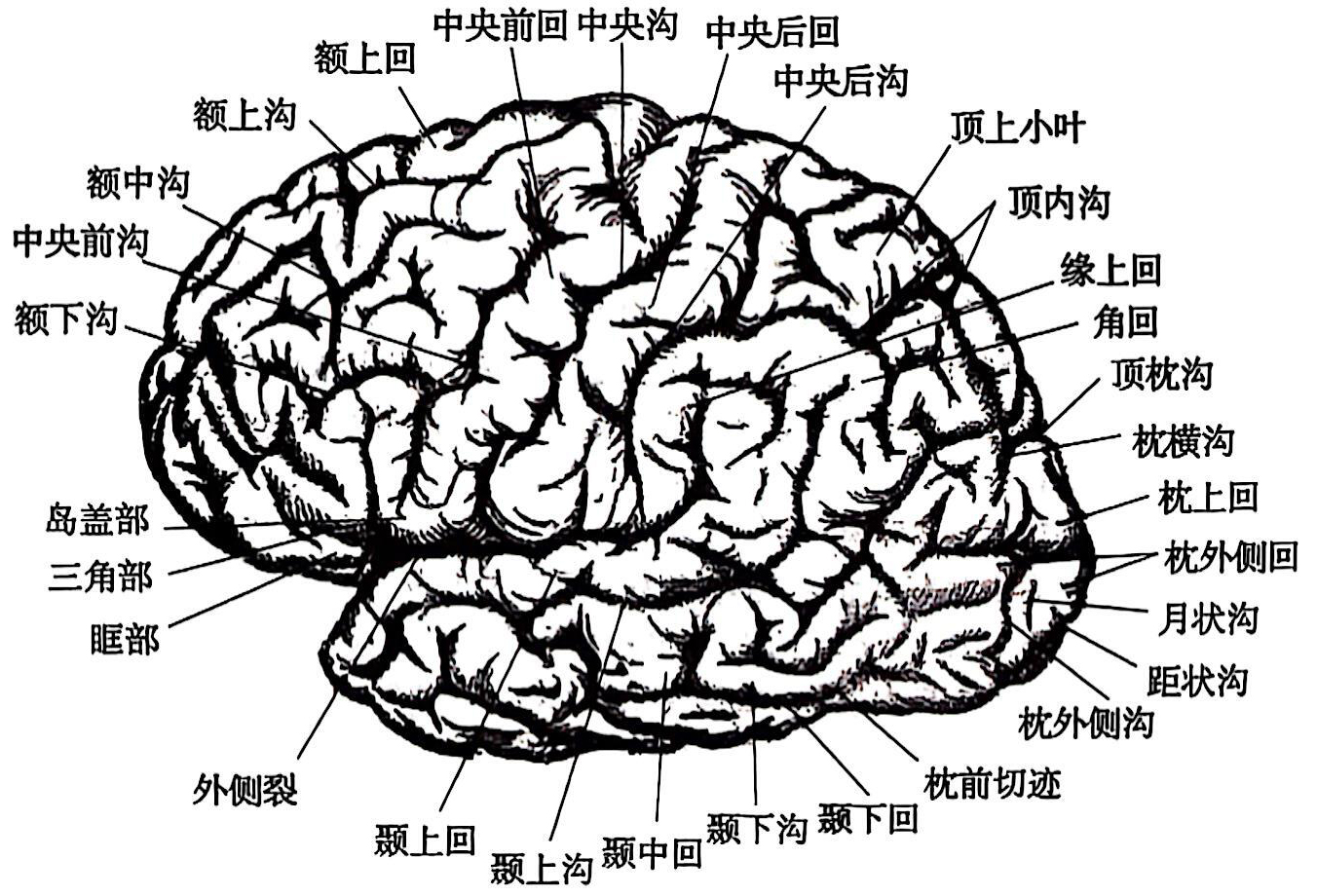 大脑左外侧面示意图