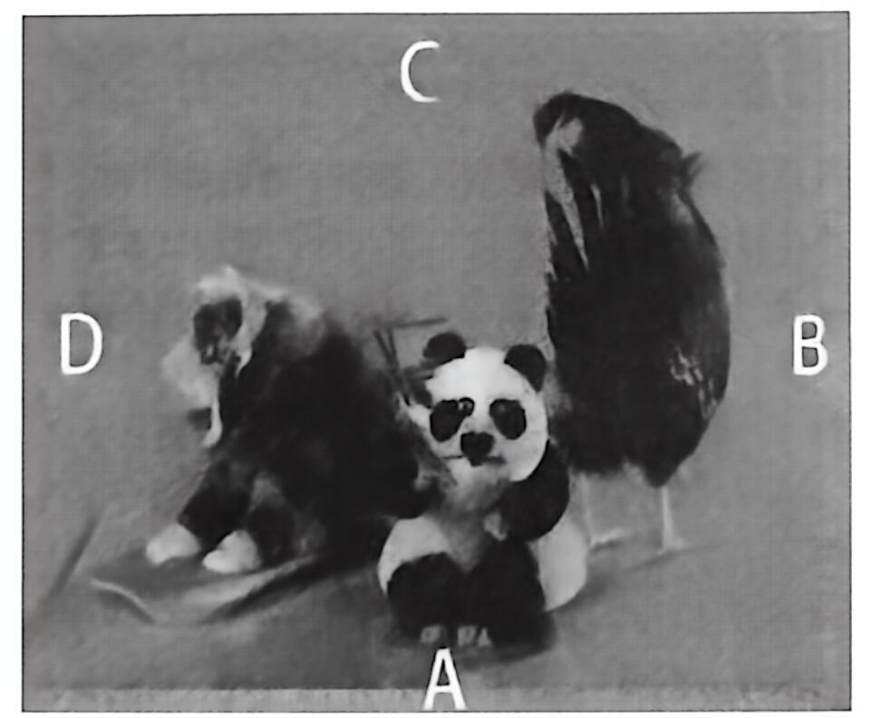 三种绒毛动物实验模型