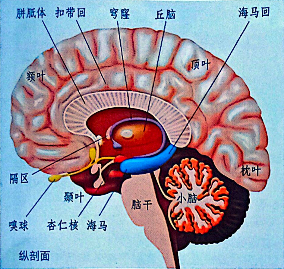 脑正中处矢状切面示意图