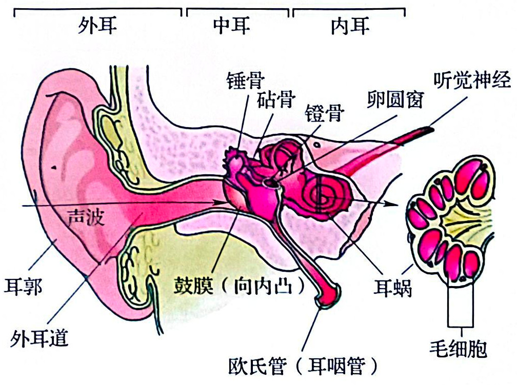 听觉器官示意图